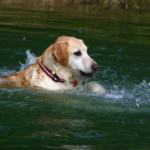 Hjärt- lungräddning hund